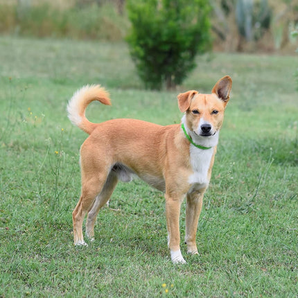 ALZOO Premium Hemp 2-in-1 Mobility & Calming Collar for Dogs, Helps Support Mobility & A Healthy Response to Stress for Up to 4 Weeks, Waterproof