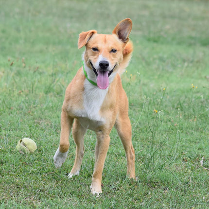 ALZOO Premium Hemp 2-in-1 Mobility & Calming Collar for Dogs, Helps Support Mobility & A Healthy Response to Stress for Up to 4 Weeks, Waterproof