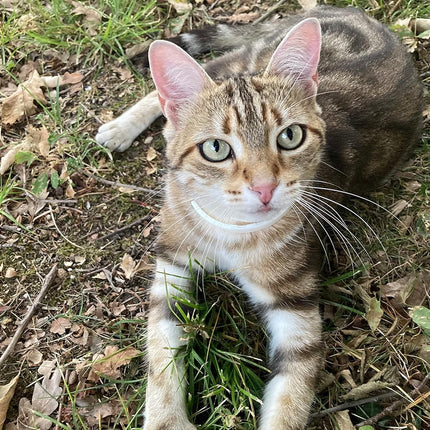 ALZOO Calming Cat Collar and Spray Bundle